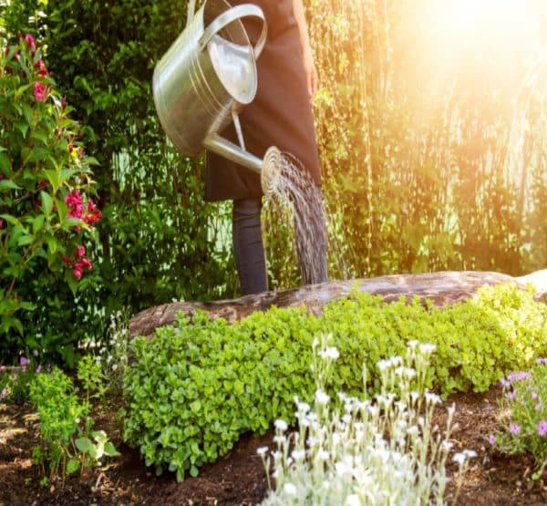 Garden Maintenance