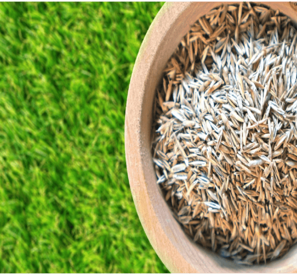 Seeding