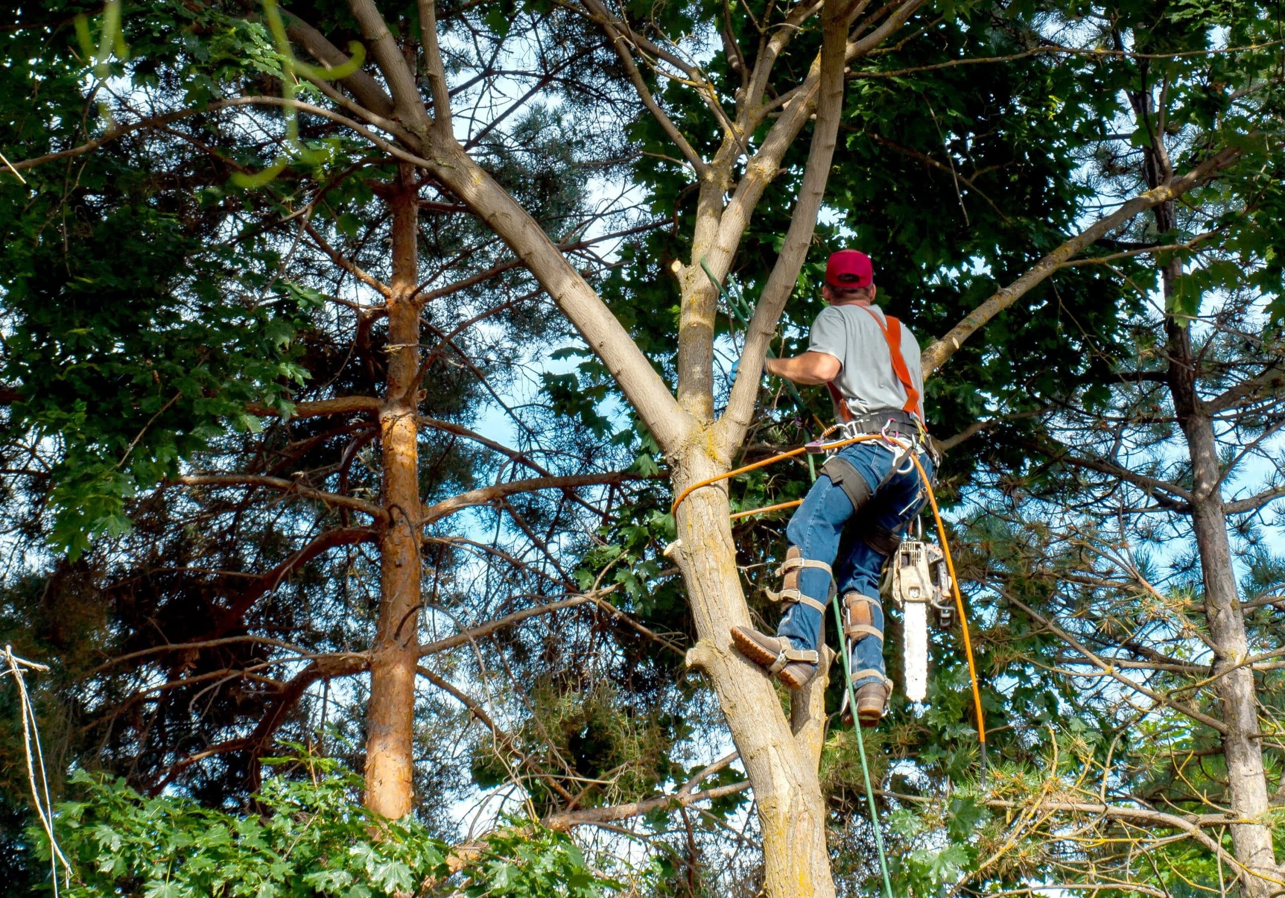 Tree Removal